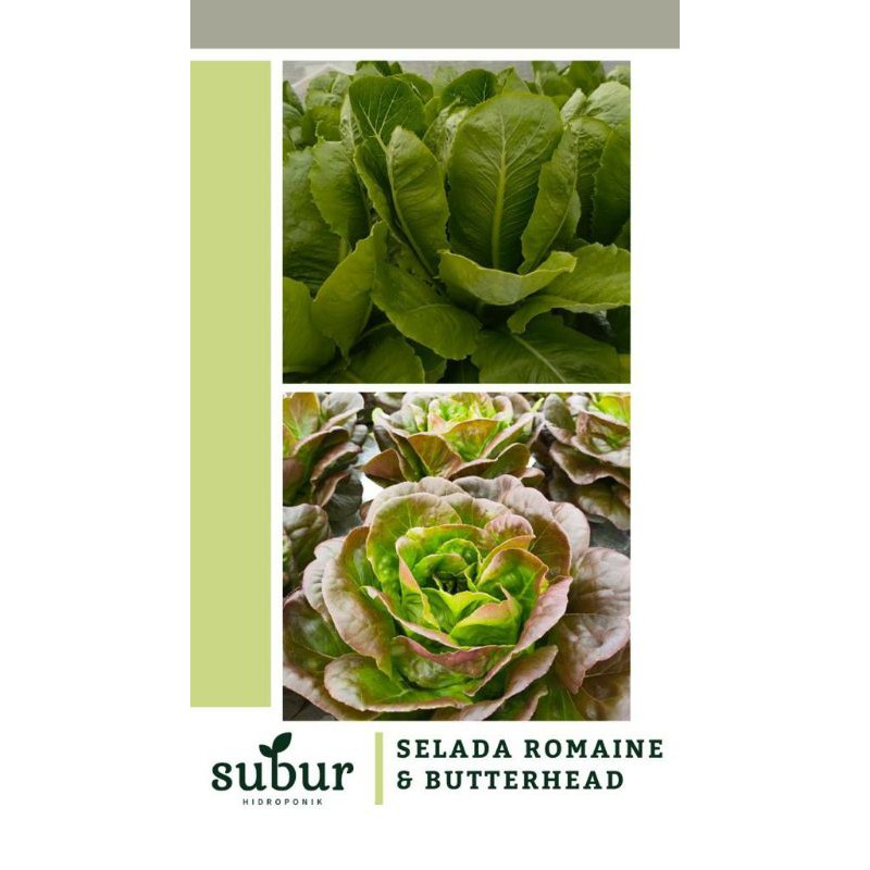 

Red Butterhead (250 gr)