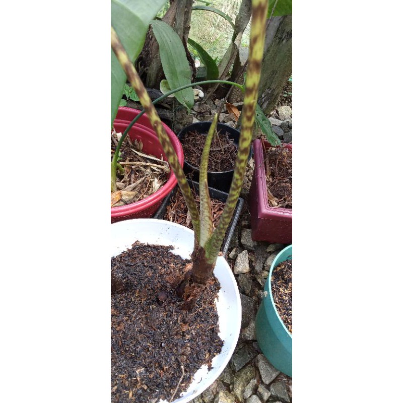 Bonggol Alocasia Zebrina sulawesi