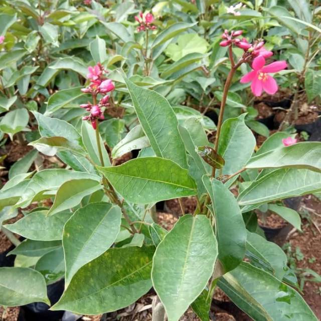 Tanaman hias batavia bunga merah - pohon bunga batavia merah - tanaman hias batavia merah - batavia