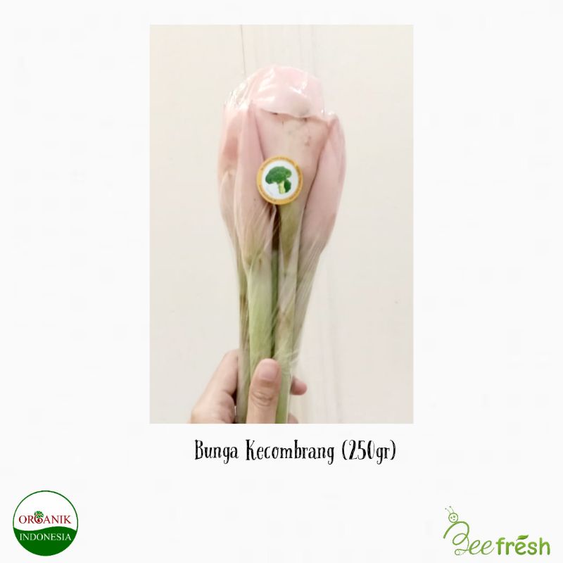 

BUNGA KECOMBRANG ORGANIK