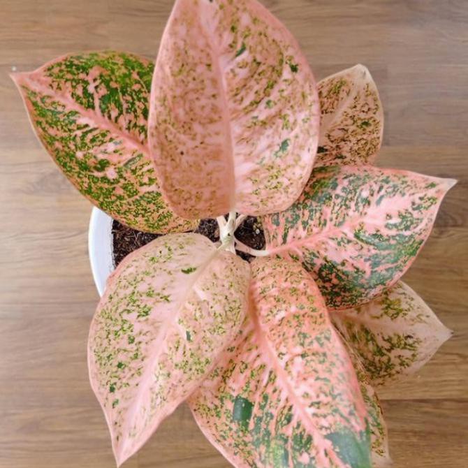 Aglonema Stardust Orange Anakan Terlaris