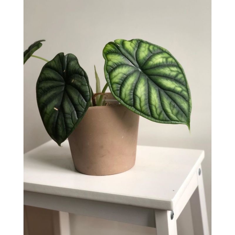 PAKETAN REMAJA DRAGON SCALE SILVER&HIJAU CABUTAN KALIMANTAN