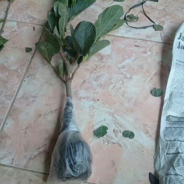 Bibit Jambu Kristal Merah