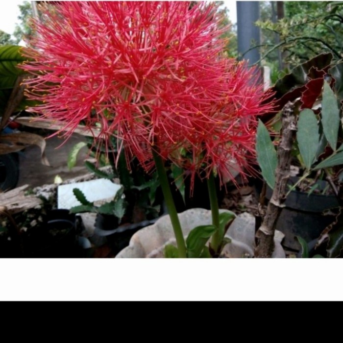 tanaman hias bibit bunga blood Lily merah