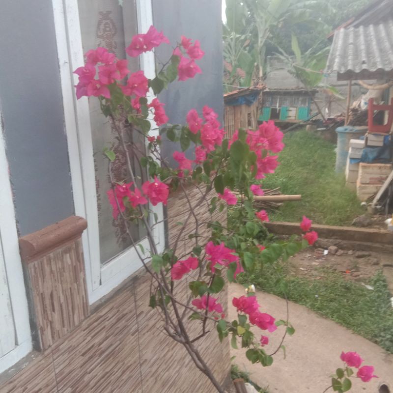 bunga bugenvil bonggol