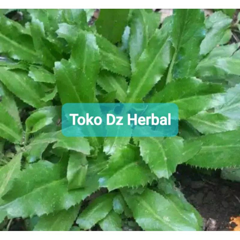 

Ready 500 gram daun walang sangit segar fresh-az