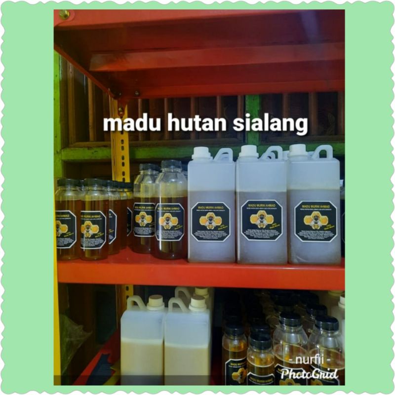 

madu hutan sialang