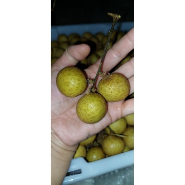 

ALID BUAH - 1 KG KELENGKENG EMAS JUMBO