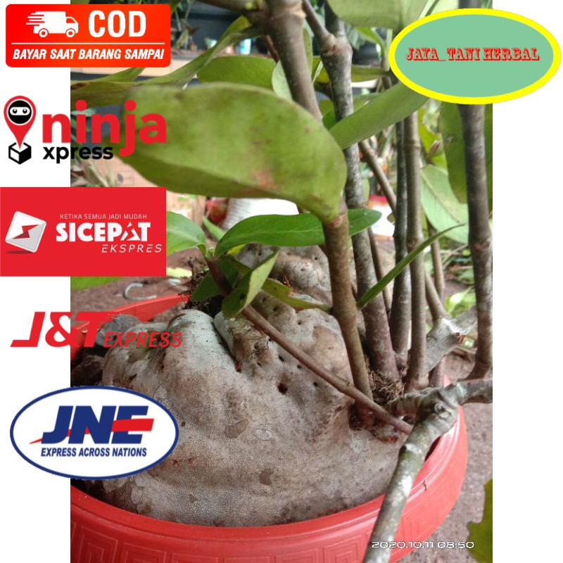 TANAMAN HIAS UNIK DAN CANTI SRAANG SEMUT INDAH jaya_tani herbal