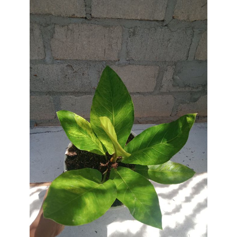 antorium hokeri varigata