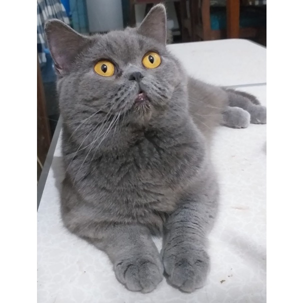 KUCING BRITISH SHORT HAIR BLUE || BSH BLUE PEDIGREE