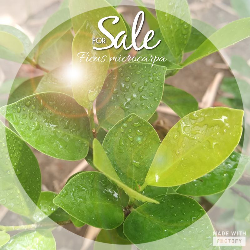 ficus microcarpa (beringin iprik)