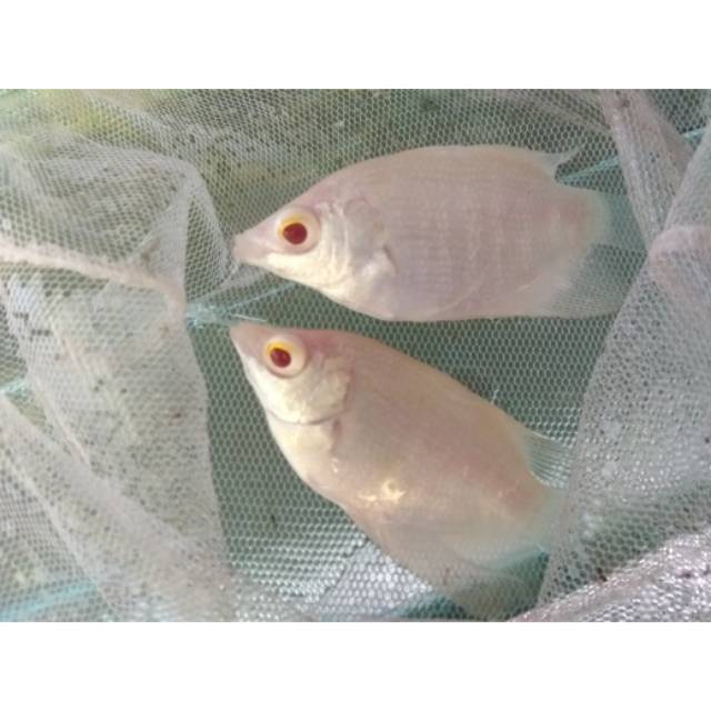 Gurame/Gurami Albino Mata Merah