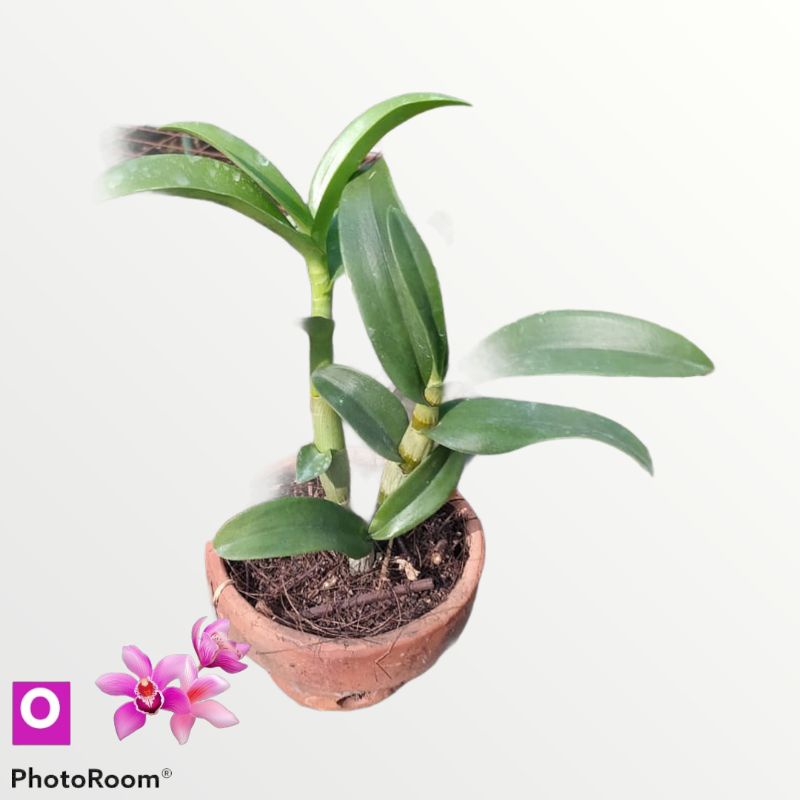 anggrek seedling dendrobium Blue spin Anggrek biru tanaman hias hidup orchid