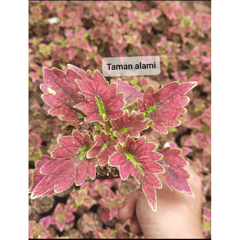 miana premium - tanaman hias miana premium - miana