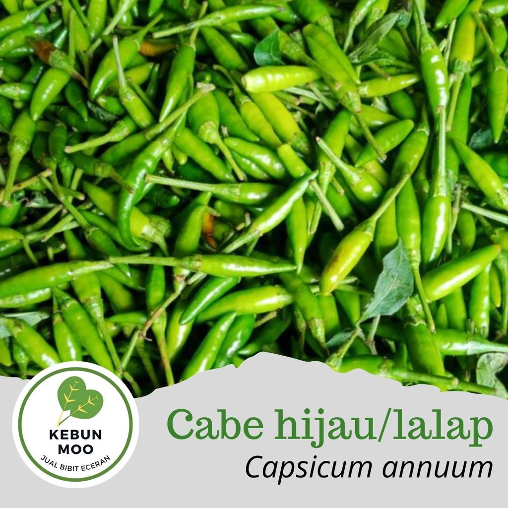 Benih Cabai Pelita 8 F1 – Berkualitas, Murah, Seribuan (Cap Panah Merah)