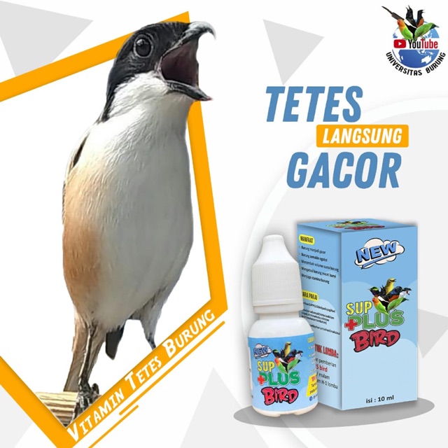 Vitamin gacor burung cendet | sup plus bird