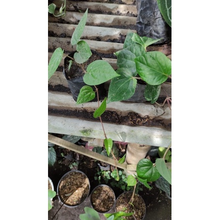 sirih hijau / sirih nginang