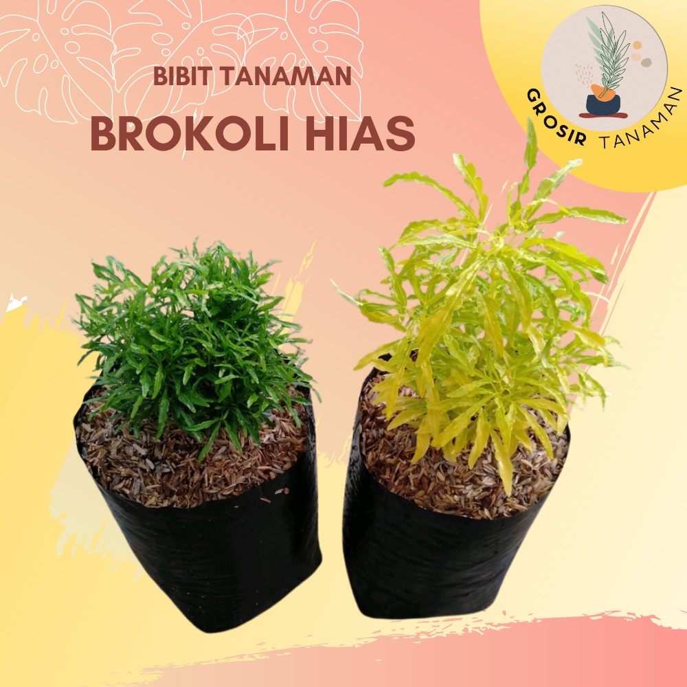 BIbit Tanaman Hias Brokoli Hias - Tanaman Brokoli Hias Murah - Brokoli Hijau - Brokoli Kuning