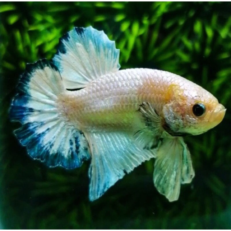 Cupang fancy blue rim male