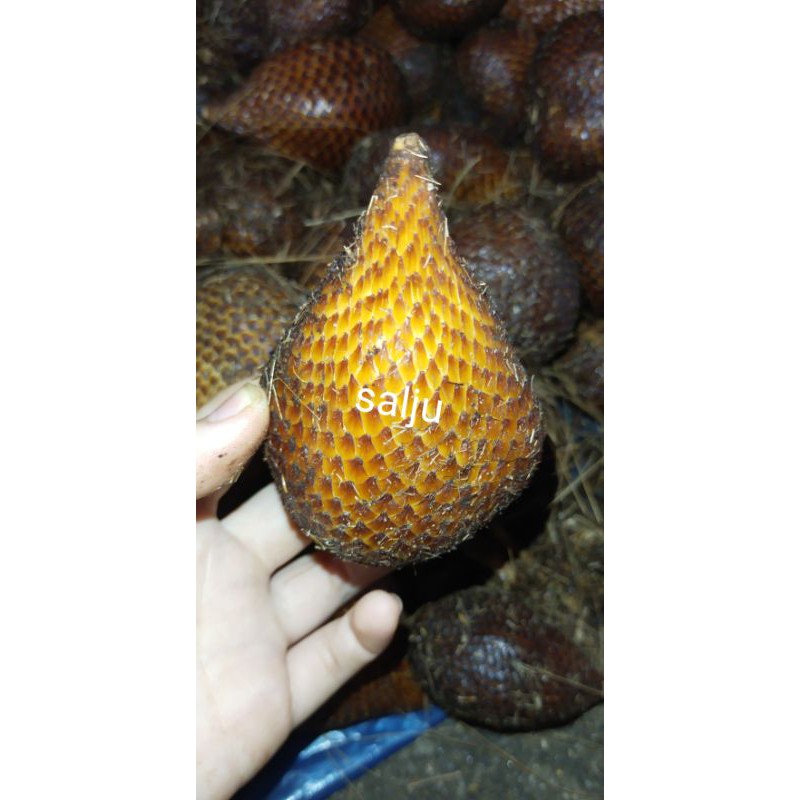 Salju ~ Salak Sidimpuan