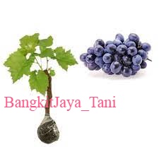 bibit anggur lokal Alfonso