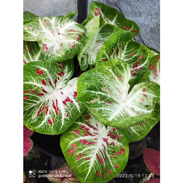 Caladium hybrid Thai series "Doraemon"