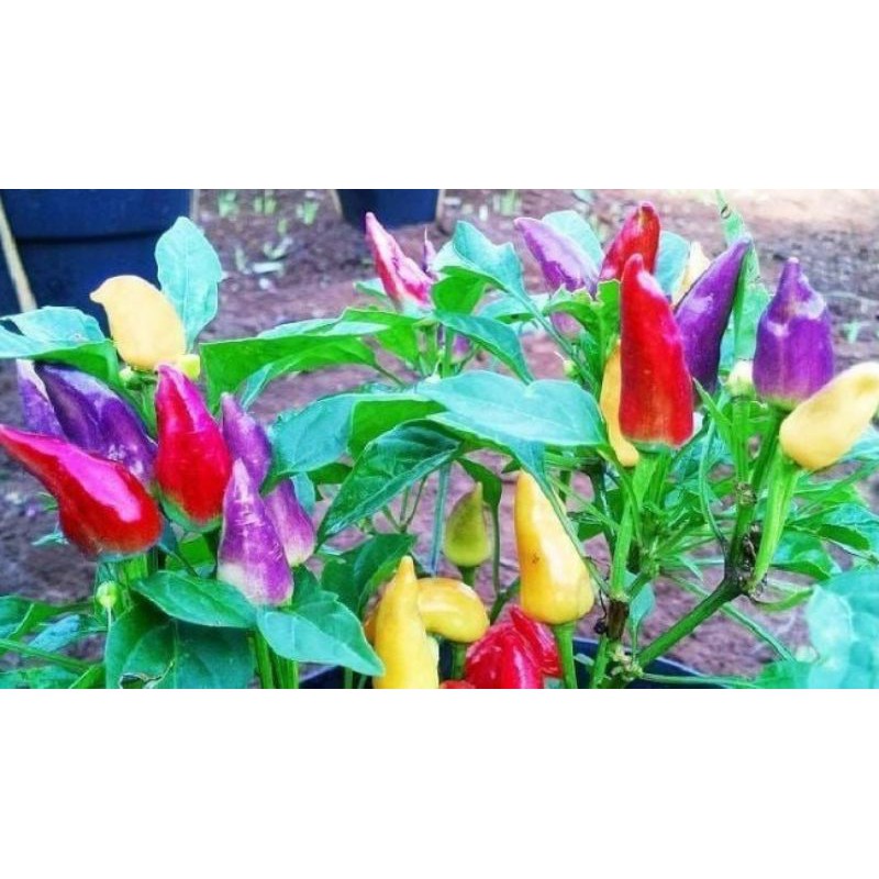 benih cabe Pelangi (Rainbow)