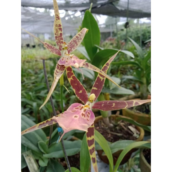 Anggrek Oncidium Miltonia Tanaman Hias