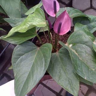 Anthurium Merupakan Salah Satu Komoditas Tanaman Hias Dari Famili Araceae Berbagi Tanam
