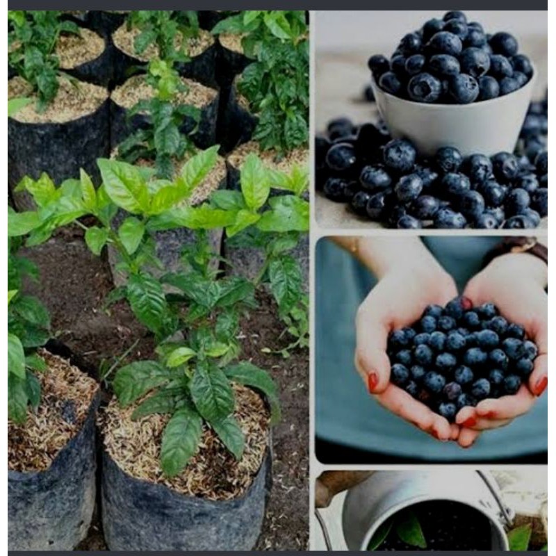 bibit tanaman blueberry jamfruit