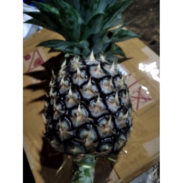 

1 Kg Nanas Muda Pelancar Haid Siap Konsumi/Nanas Muda Langsung Petik Dari Kebun