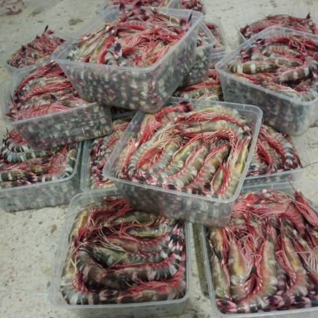 Udang Segar-Udang Windu Murah Surabaya
