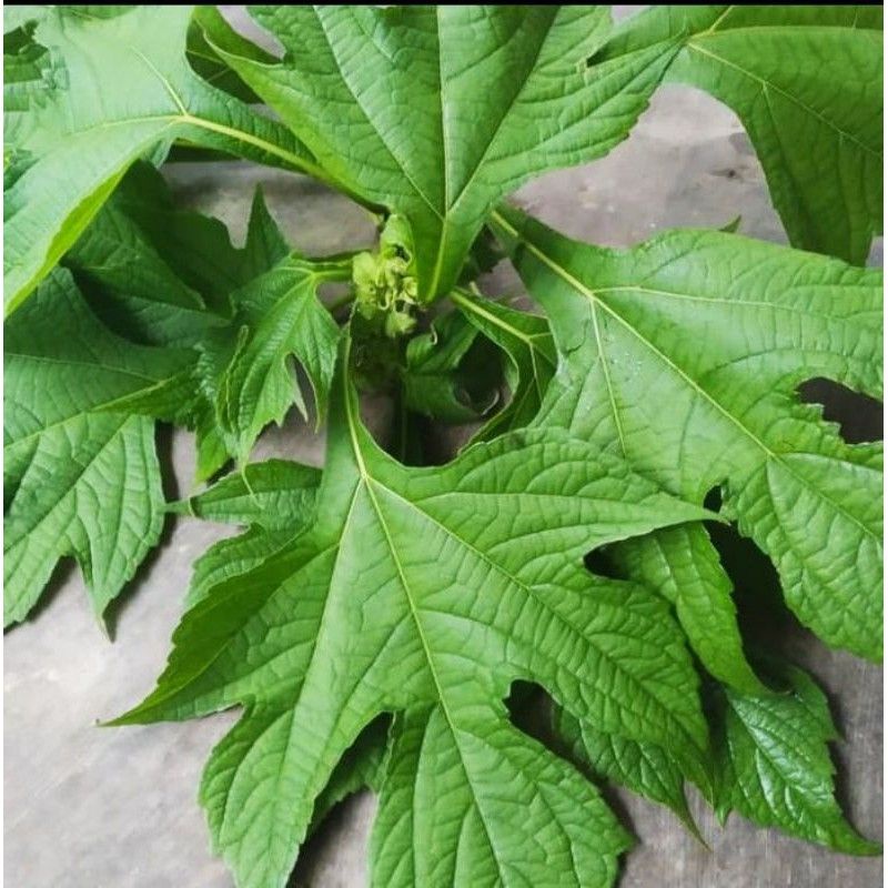 

daun insulin fresh 1kg di petik ketika ada orderan masuk