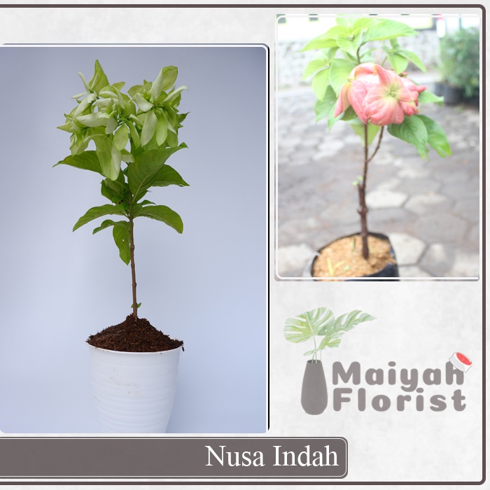 Nusa Indah - Mussaenda pubescens - Tanaman Hias