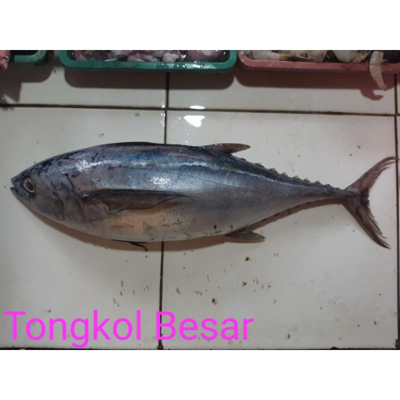 

IKAN TONGKOL FRES/500GRM