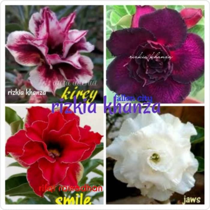 

NEW!! Paket Hemat 4 Bibit Bunga Adenium - Kamboja Jepang Obesum Tumpuk