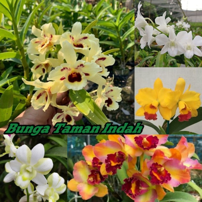 Paket 5 Tanaman Hias Anggrek Dendrobium - Bibit Anggrek Dendrobium