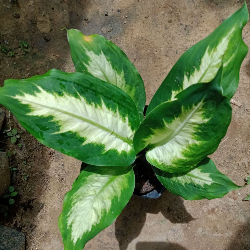 Aglonema Blaceng Susu