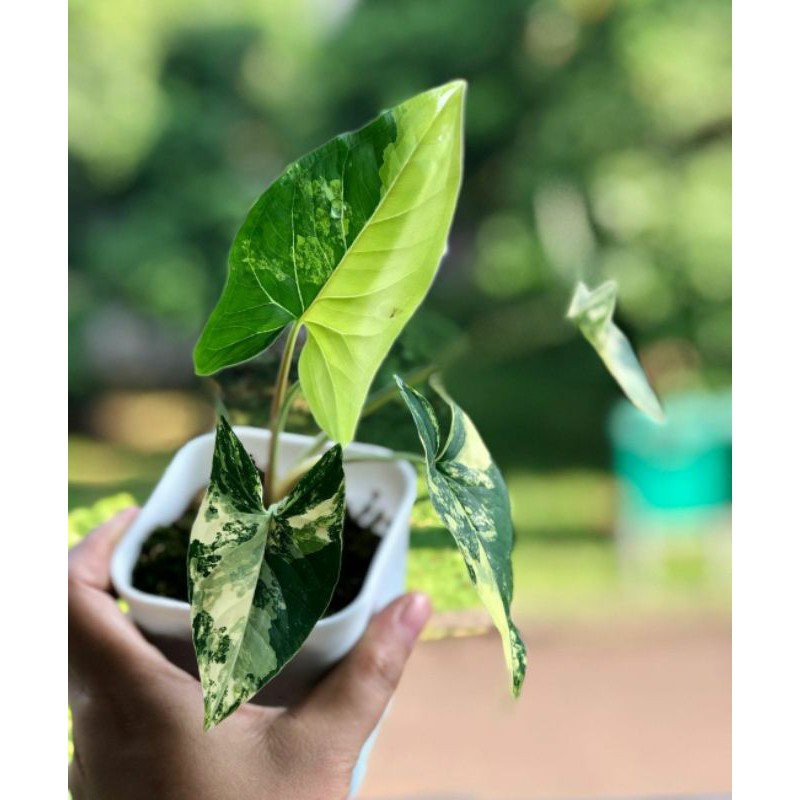 syngonium kuning / syngonium yellow / syngonium variegata kuning