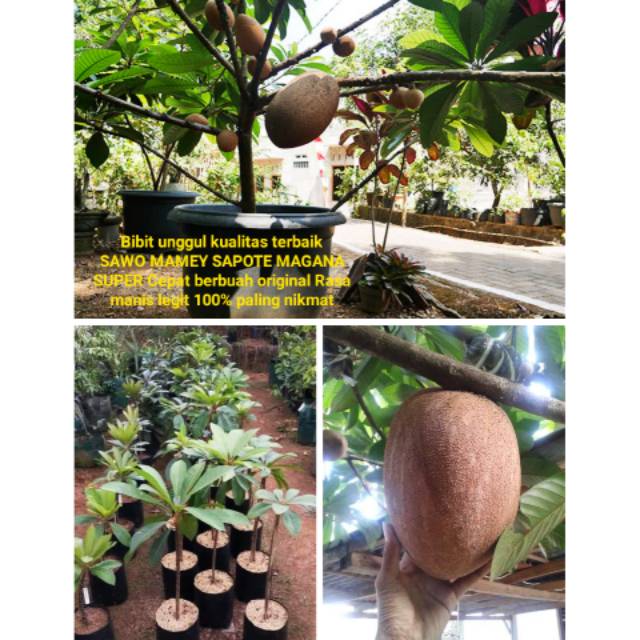 unggul premium bibit MAMEY SAPOTE MAGANA JUMBO sawo meme mame saphote berbuah besar pot tabulampot