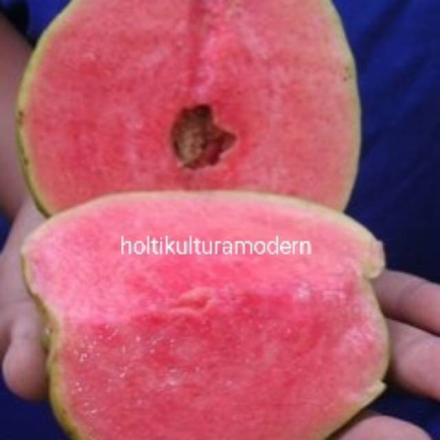 Bibit Jambu Merah Tanpa Biji Manis