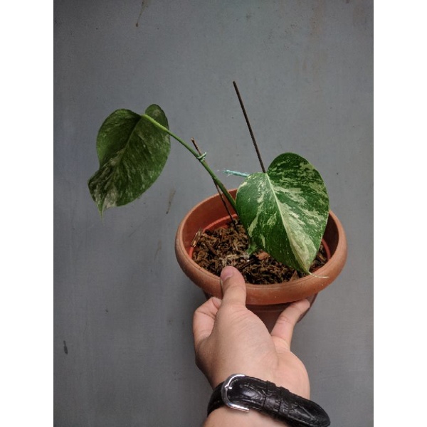 Monstera White Tiger variegata