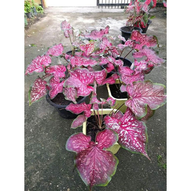 umbi keladi worthn/bongol keladi