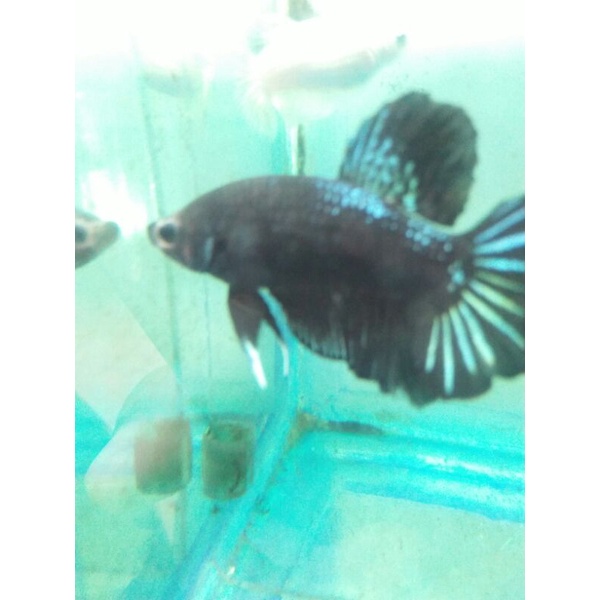 cupang avatar gordon real pict kode 03