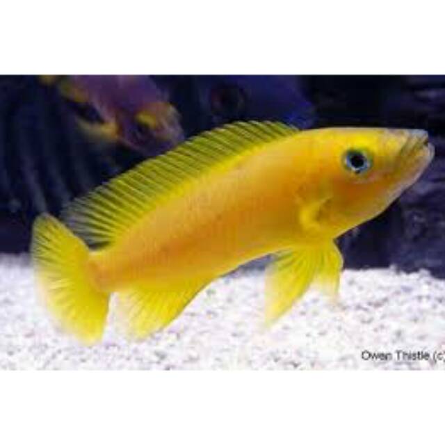 Ikan hias Lemon chiclid