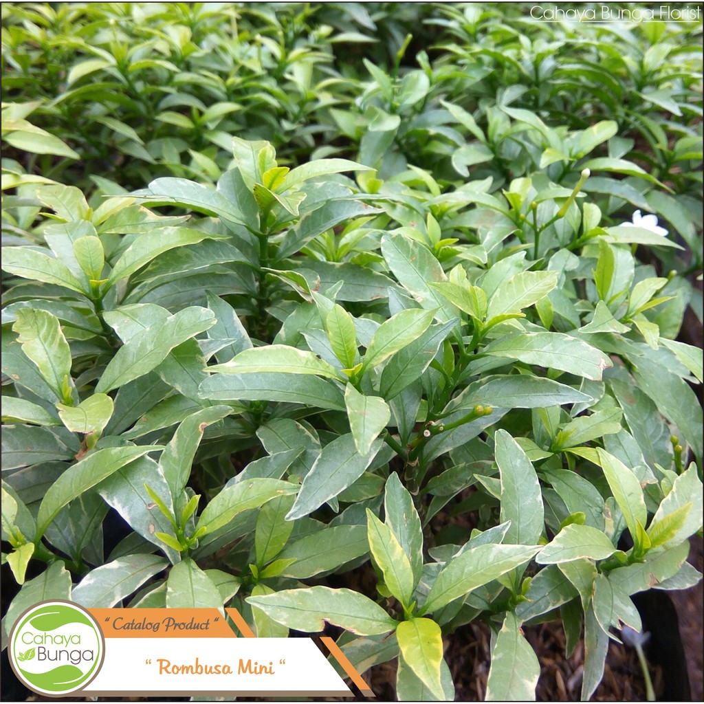 Tanaman Hias Rombusa Mini Silver