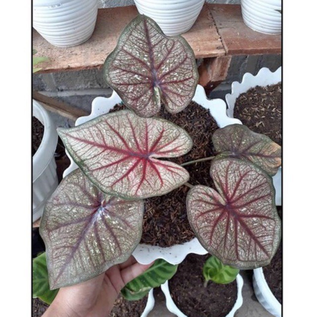 caladium lay thai remaja Caladium hybrid thailand ,Caladium murah,keladi hias