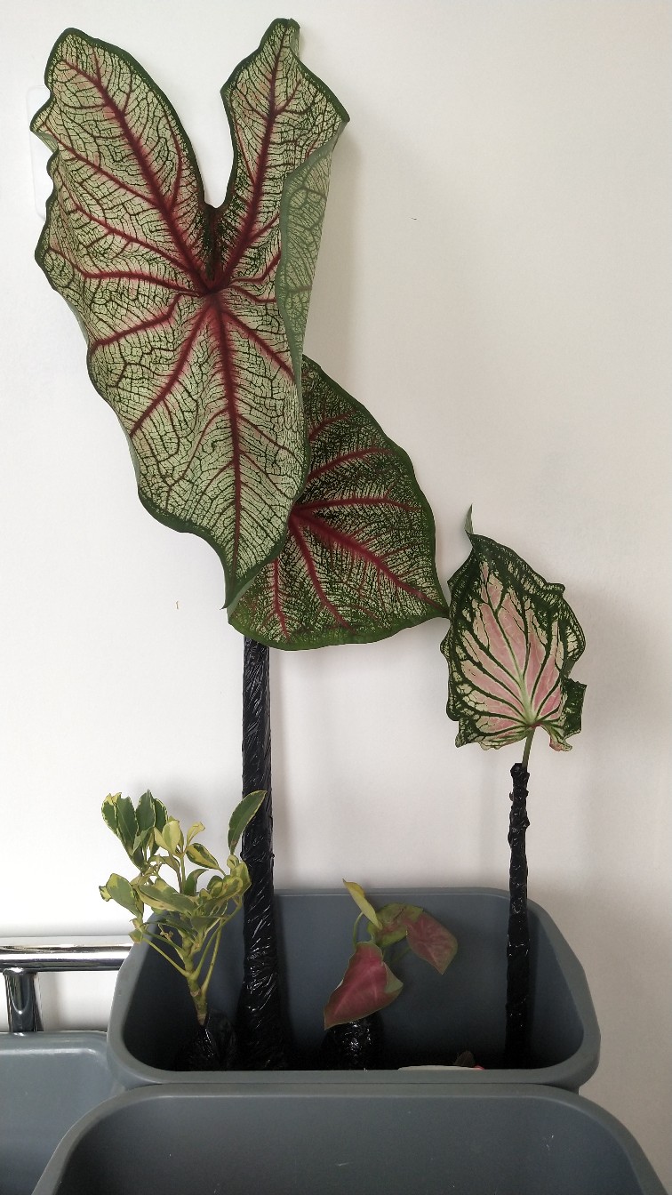 Caladium White Quen/bibit -keladi Langka