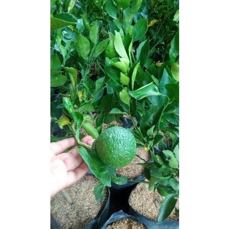 jeruk Dekopon Berbuah